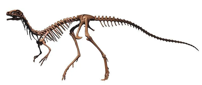Since 1990 Compsognathus have been known as the smallest non-avian dinosaurs.