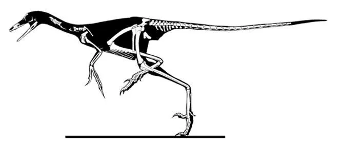 Sinornithoides lived during the Early Cretaceous period and are known for their carnivore diet