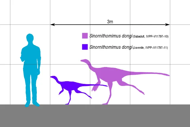 The Sinornithomimus was a small-sized creature with a small head supported by a short neck!