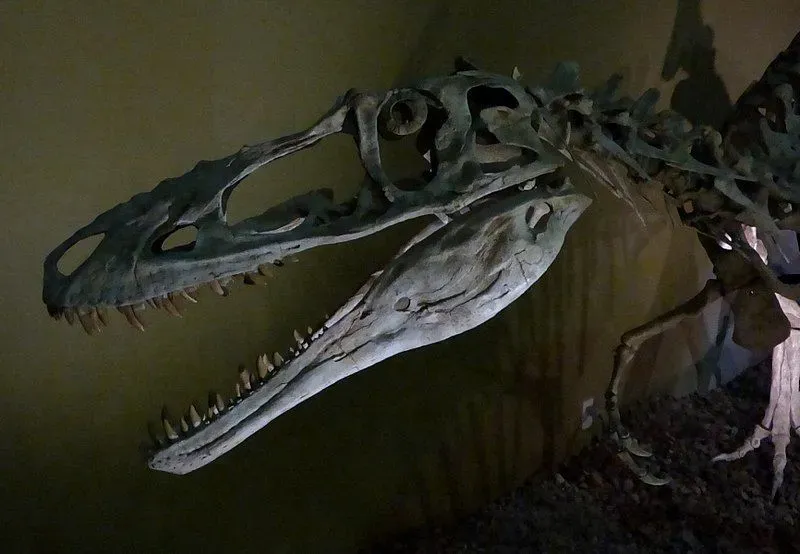 Skull bone structure of the Carnosauria dinosaur has been excavated from a site.