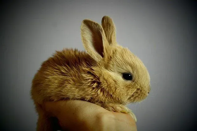 Smallest rabbit breed is adorable, compact in size, and available in different colors.