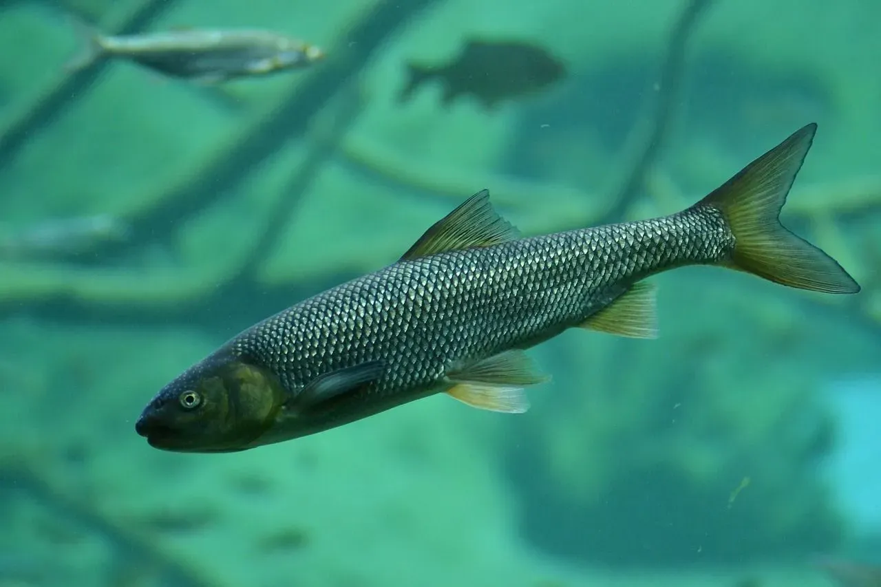 Snowtrout fishes have grayish-black dorsal sides and prefer inland waters instead of the sea.