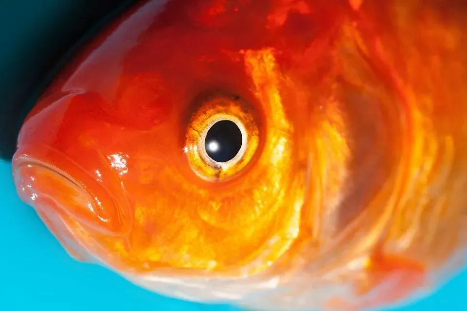 Some fish have popping eyes, so know all about fish eyes here.