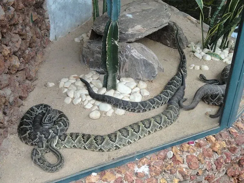 South American Crotalus durissus is the most venomous pit viper species.