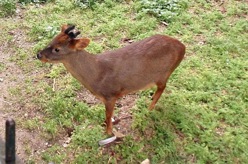 Southern pudus are crepuscular animals, and are most active at night.