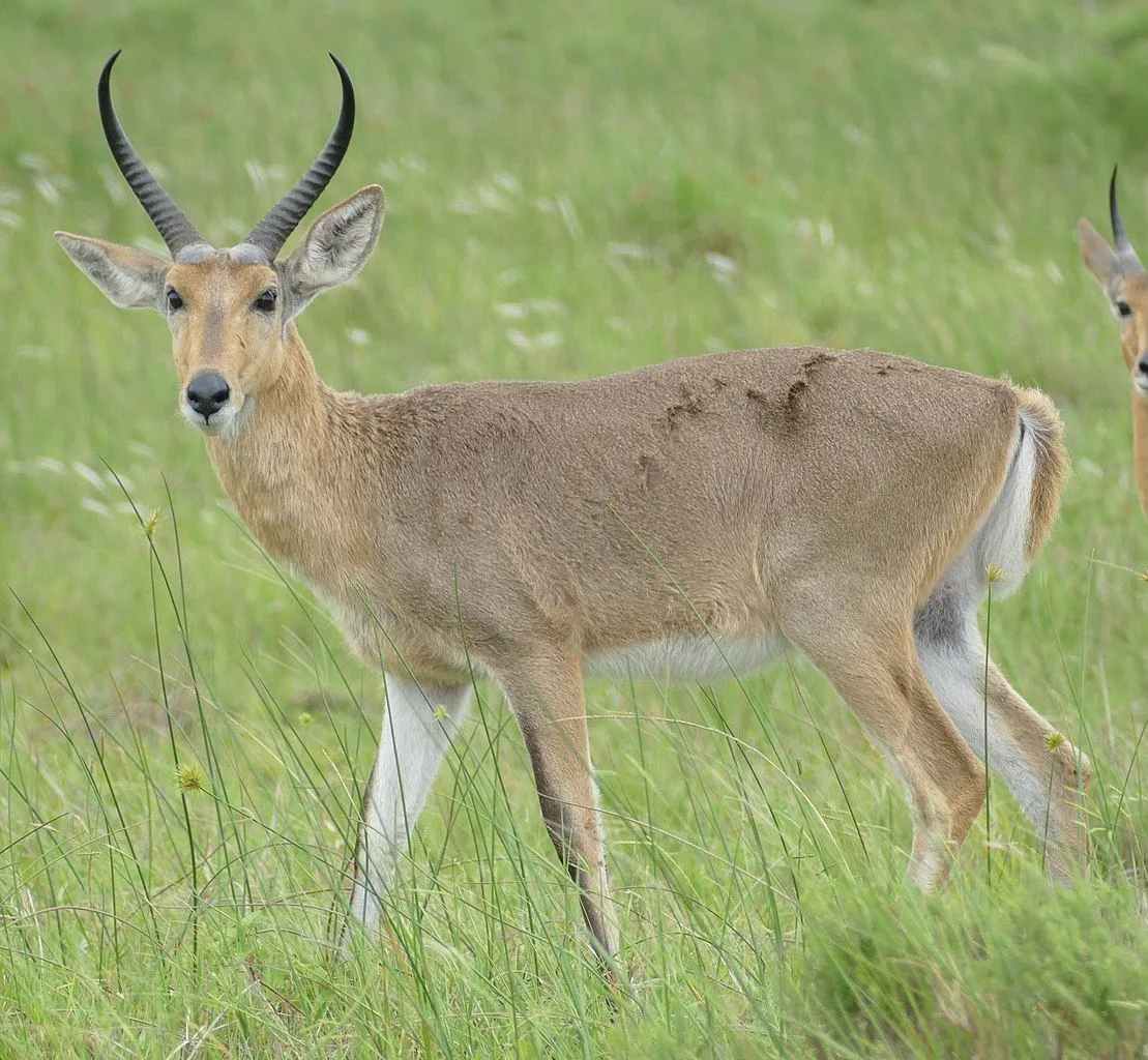 Fun Southern Reedbuck Facts For Kids