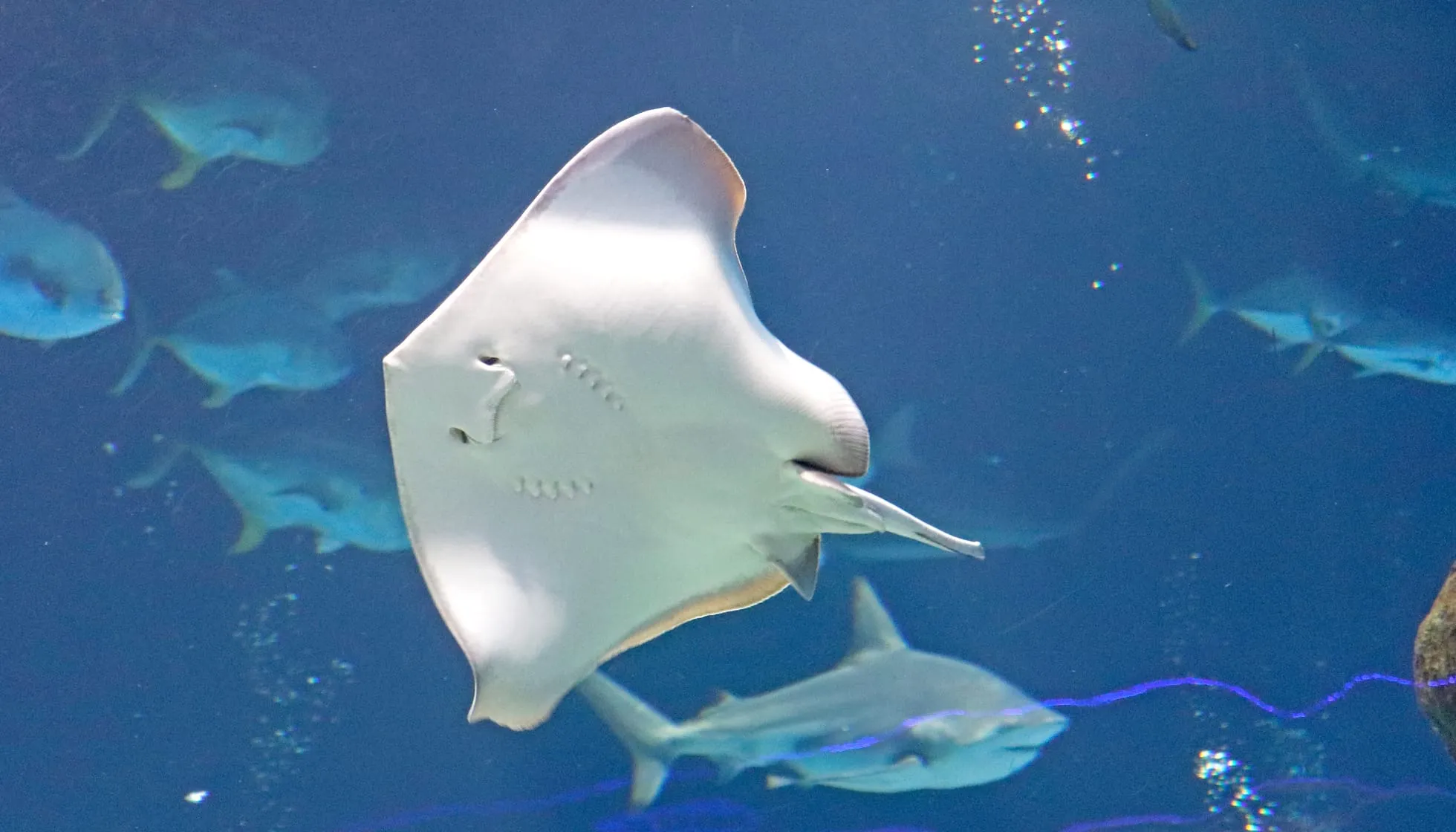 Front view of Southern Stingray