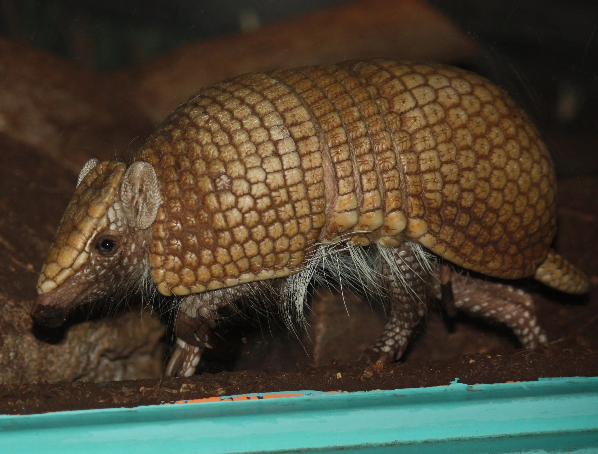 Fun Southern Three-banded Armadillo Facts For Kids | Kidadl