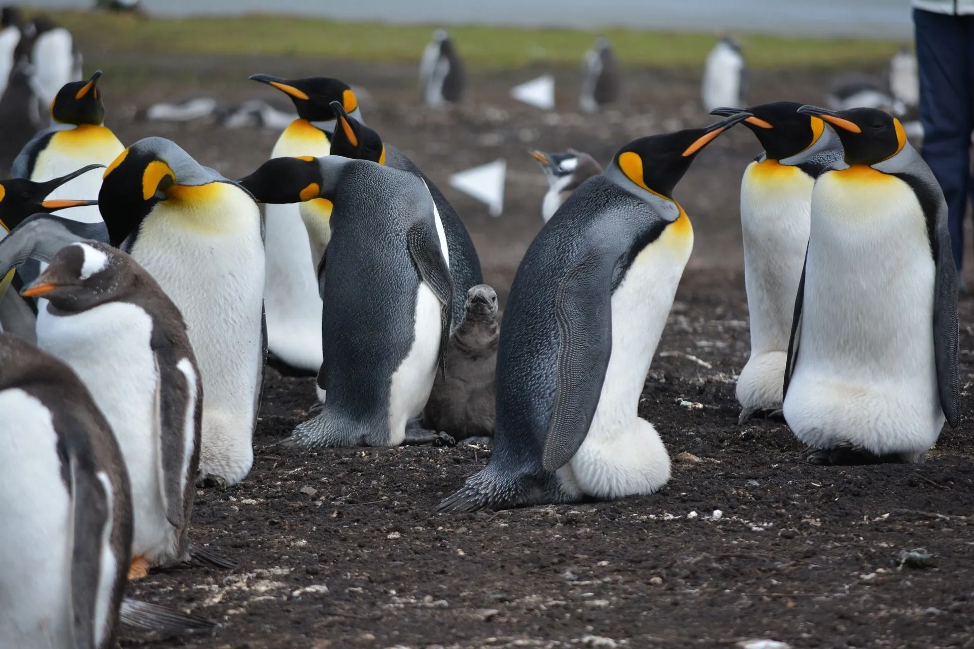 Adélie penguins have a red-colored bill!