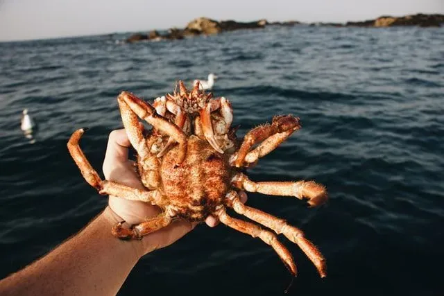 What's the exact spider crab size? Find out here.