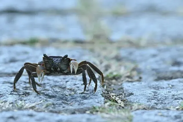 Spider Crab Size How Big Do They Get Are They Bigger Than Humans