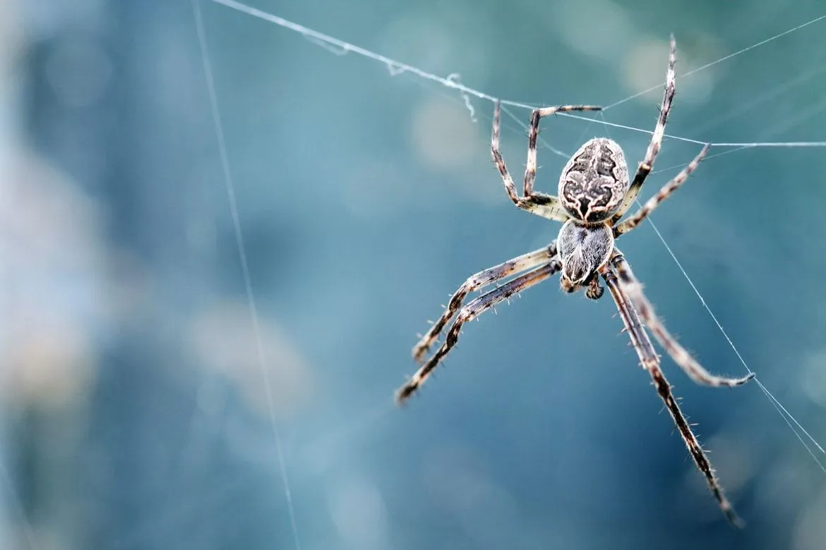 Spiders often weave their web close to their prey.