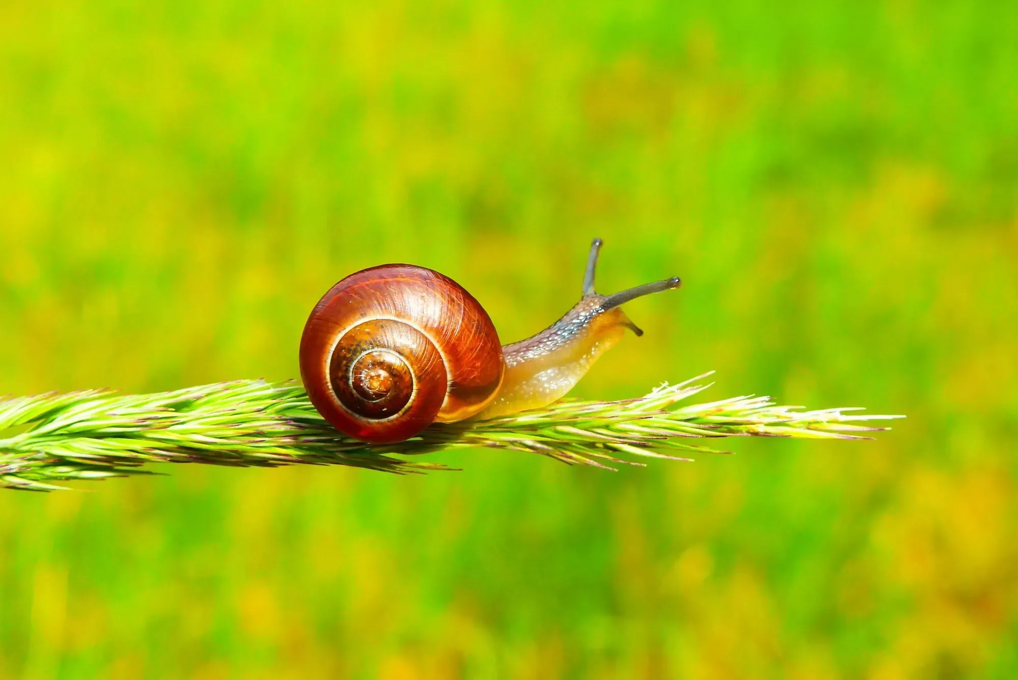During courtship, snails are known to shoot love darts at each other and this is the first step after the start of the breeding process.