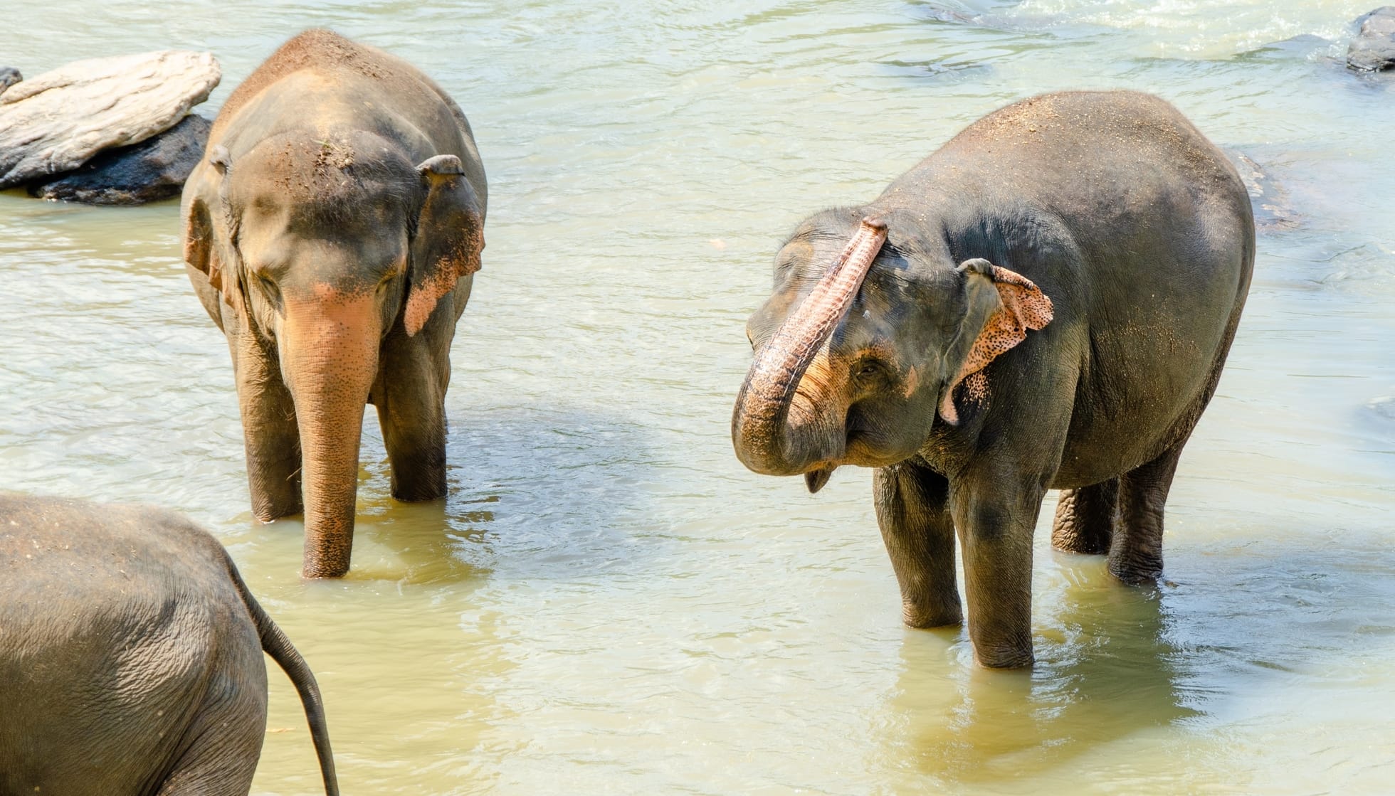 Baby Sri Lankan Elephants bathing in river