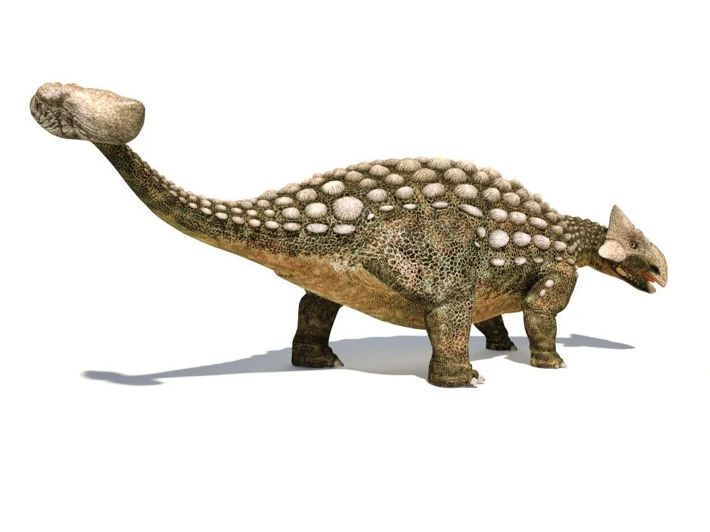 Stegosaurides dinosaurs are thought to closely resemble Stegosaurus and was thus named so.