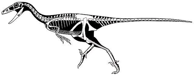 Stenonychosaurus name stands for narrow claw lizard as per their name description.