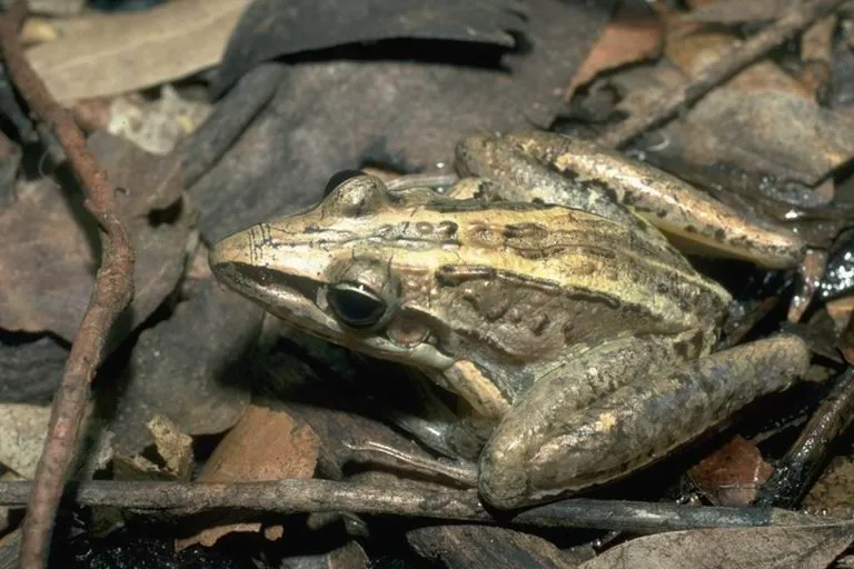 The legs of the striped rocket frog are almost double the length of its body.