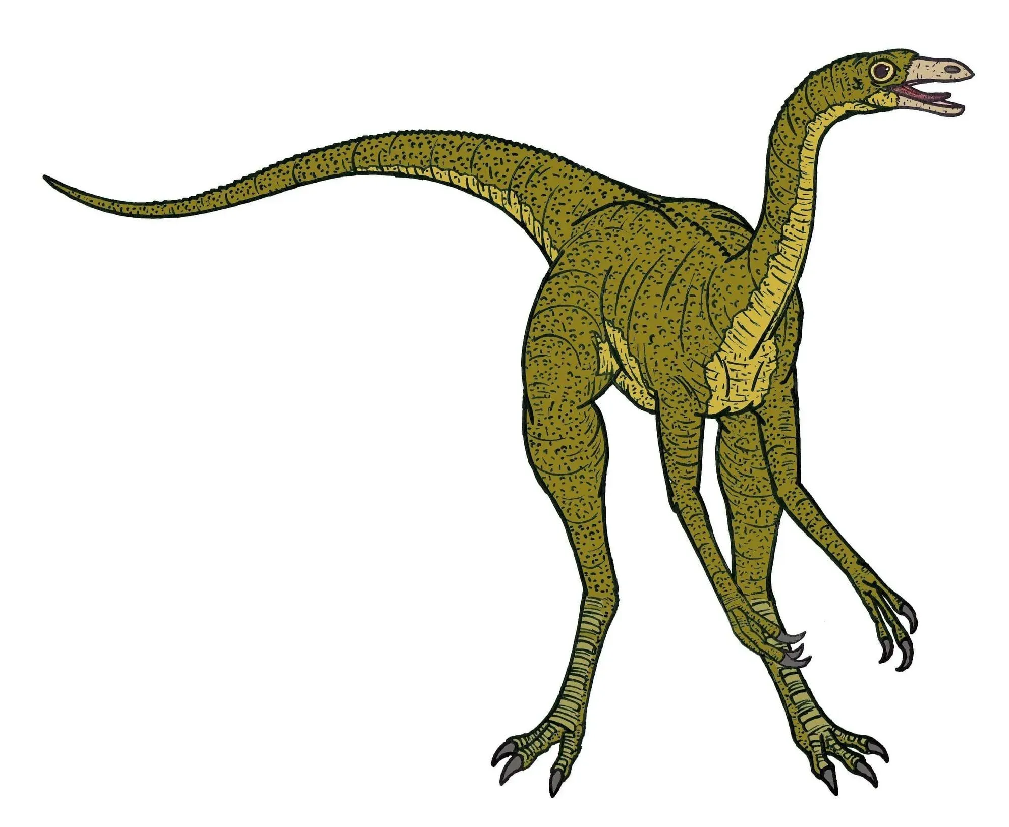 Struthiomimus facts are interesting.