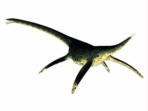 One of the interesting Styxosaurus facts is that it had a very long neck, almost half the length of its body.