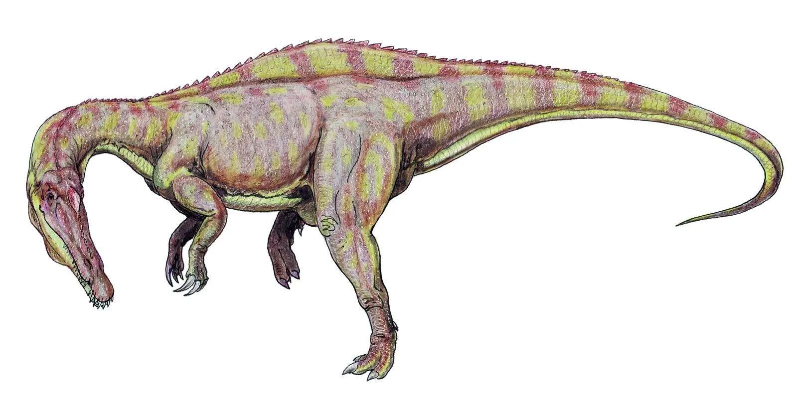Paul Sereno was one of the descriptors of the Suchomimus genus, which means 'crocodile mimic'.