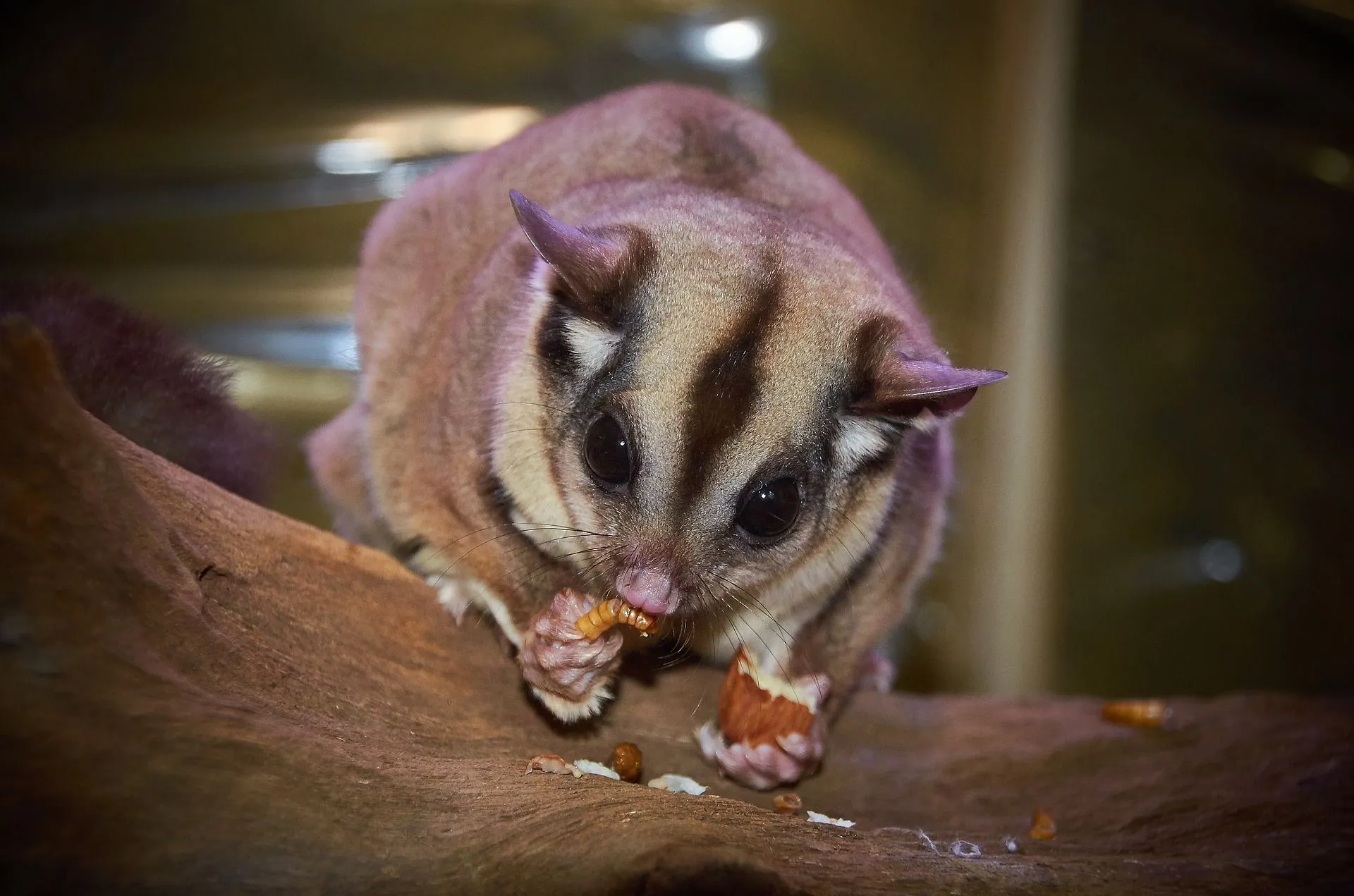 sugar glider lifetime