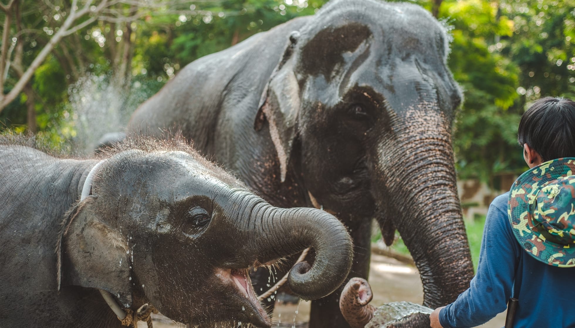 Person bathing Sumatran Elephants 