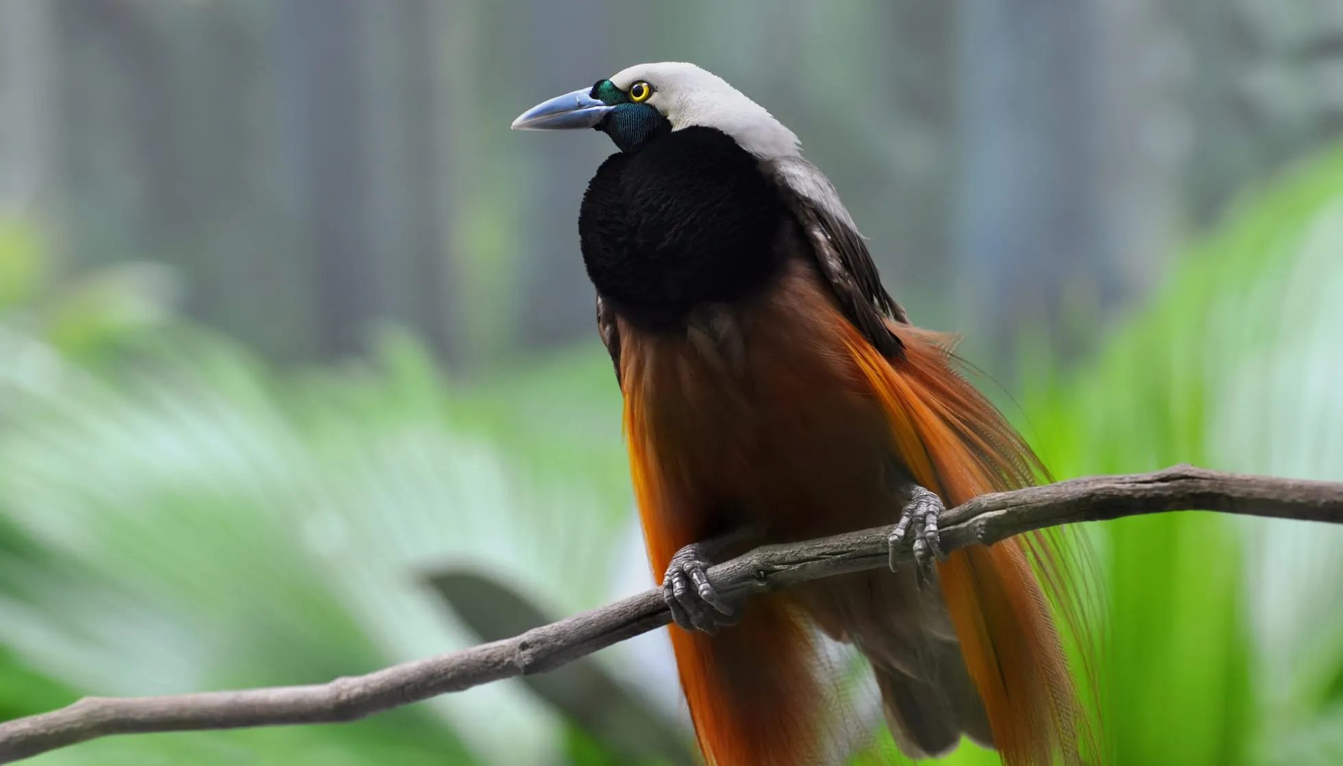 Greater Bird-of-paradise of New Guinea and Indonesia