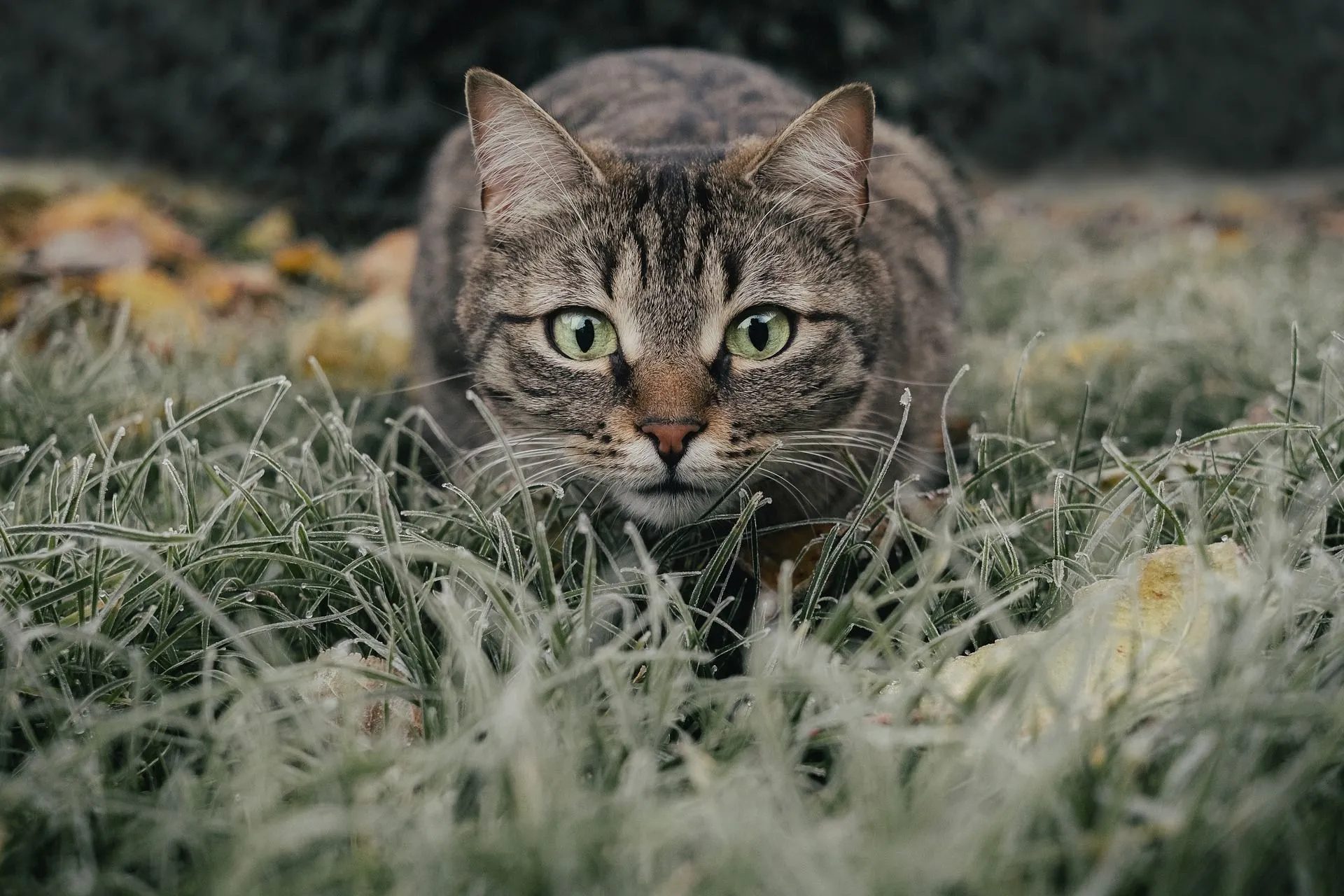 Tabbies live for an average of 10-20 years as household pets.