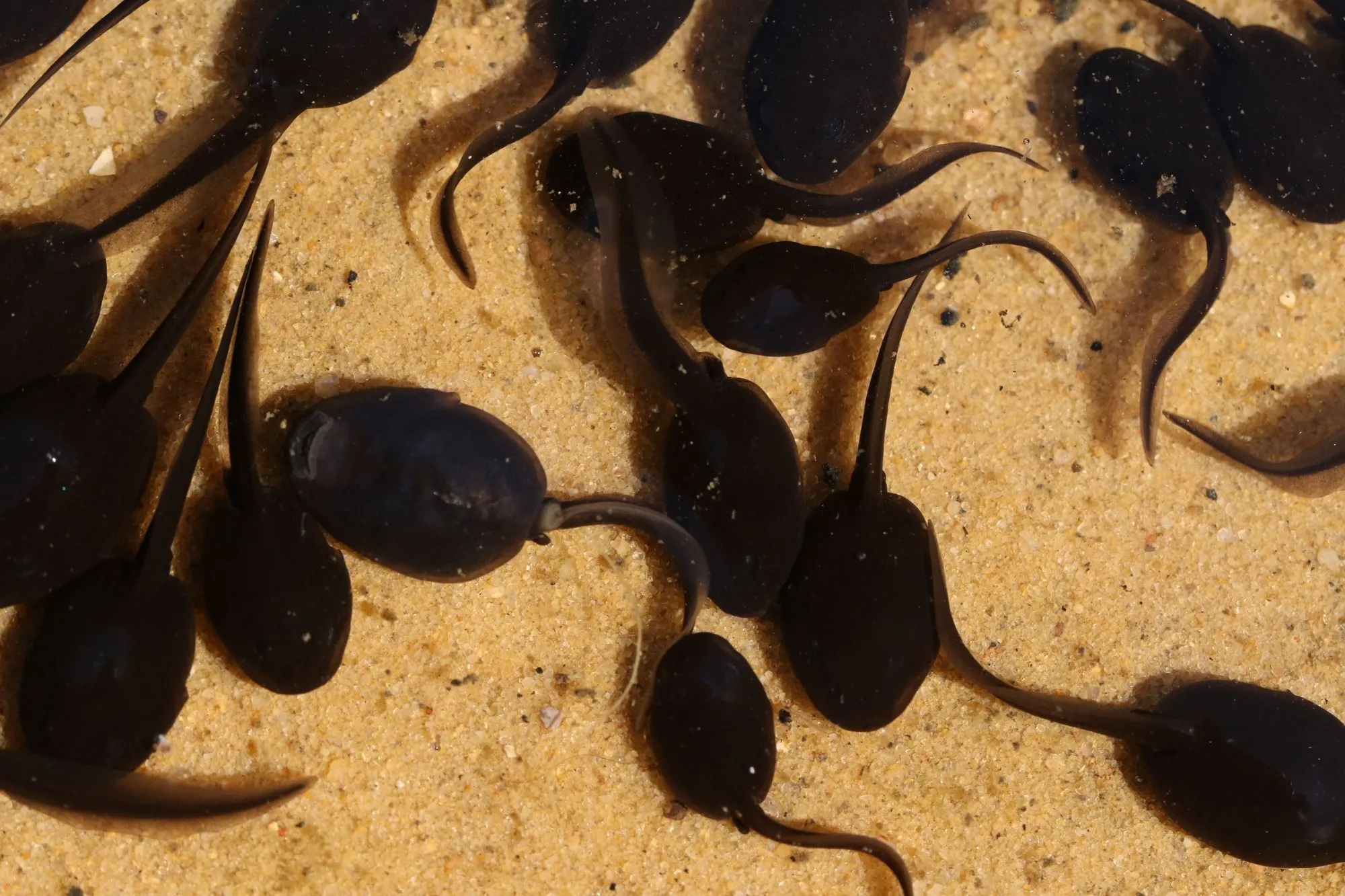 A tadpole life cycle starts when a female frog lays eggs.