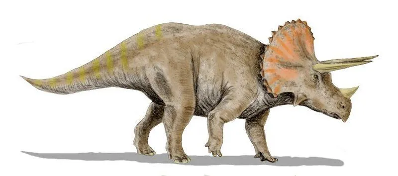 Tatankaceratops facts are interesting.