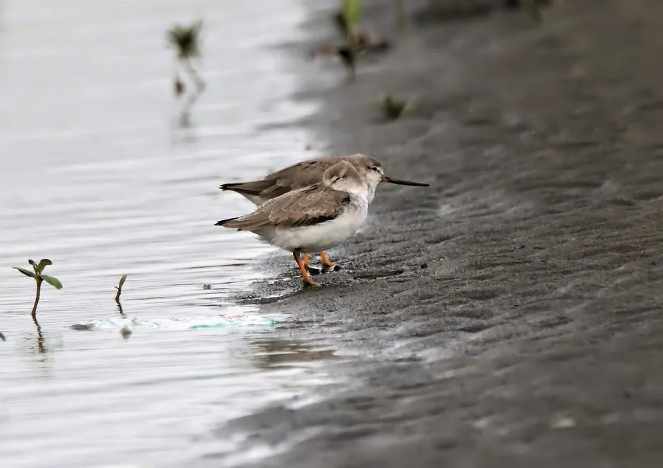 Terek sandpipers of shallow water have gray feathers on wings and orange or greenish-yellow legs.