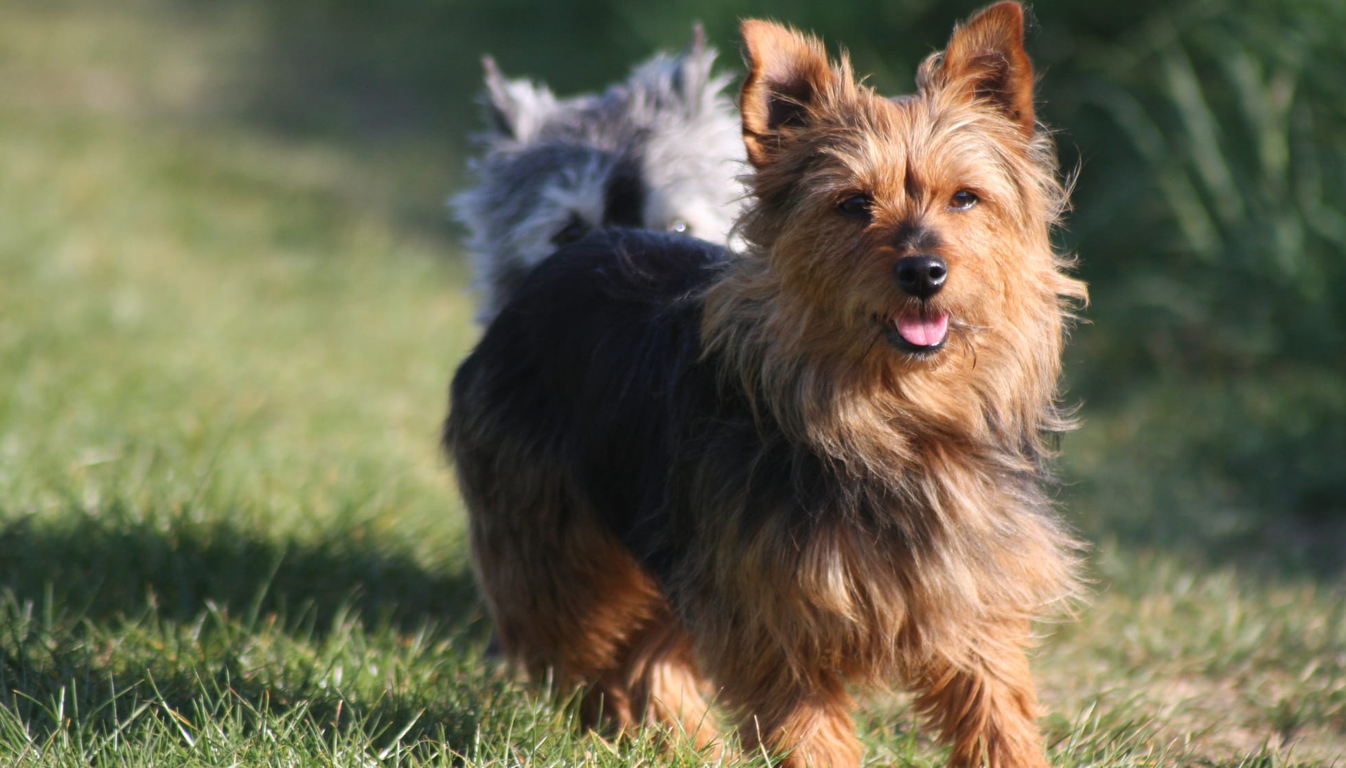 can a australian terrier guard a home