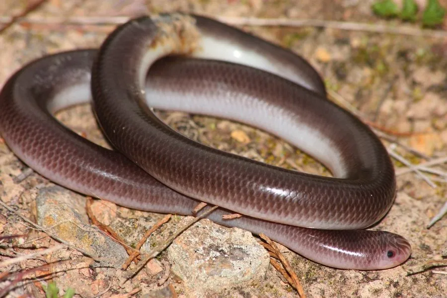 Texas blind snake is a small species of snake with no jaws within their upper teeth and their lower jaw as per their description.