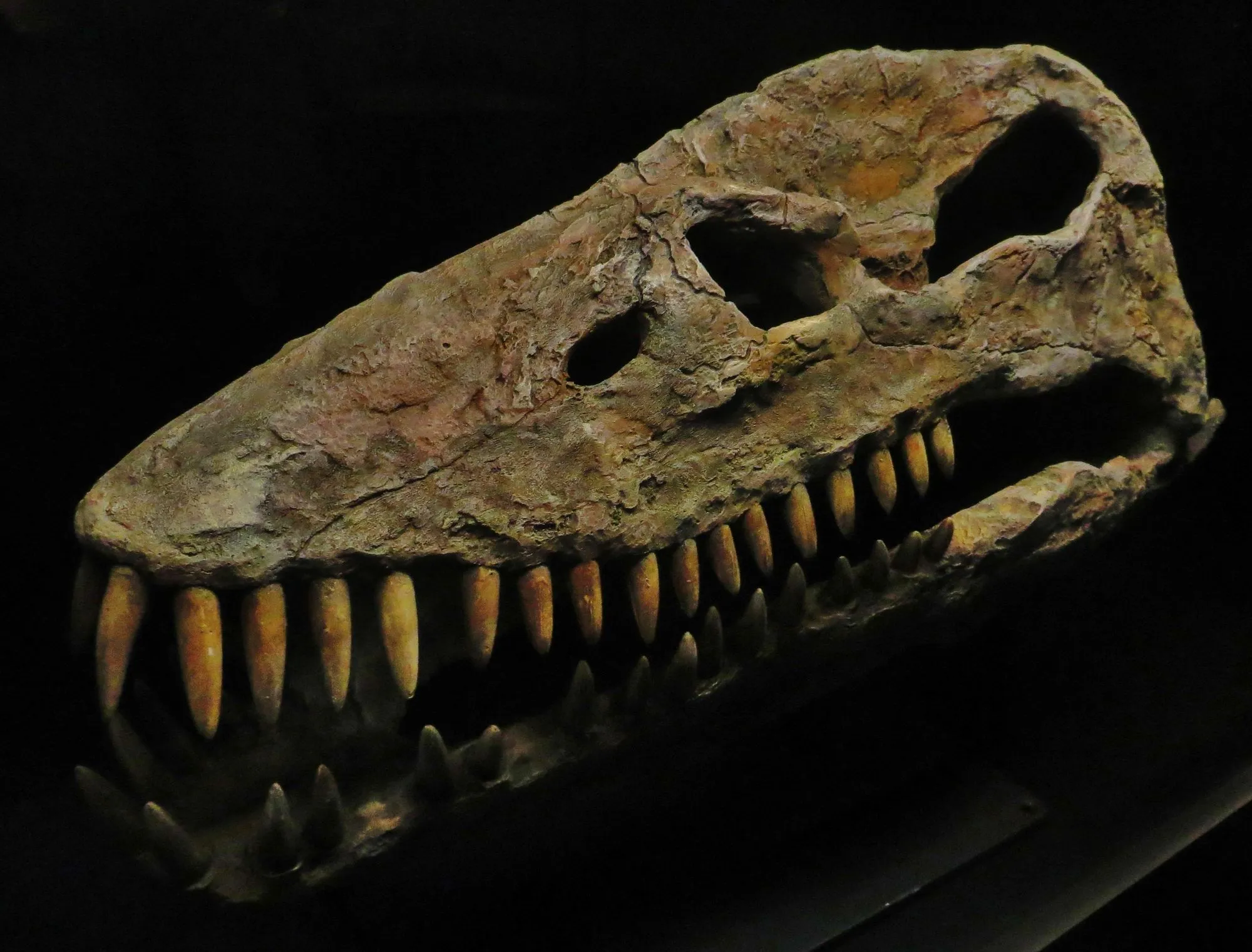 The Thalassomedon skeleton of this Plesiosauria was found near long stones in the ocean bed.