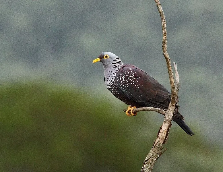 The African olive pigeon belong to the Columbidae family.