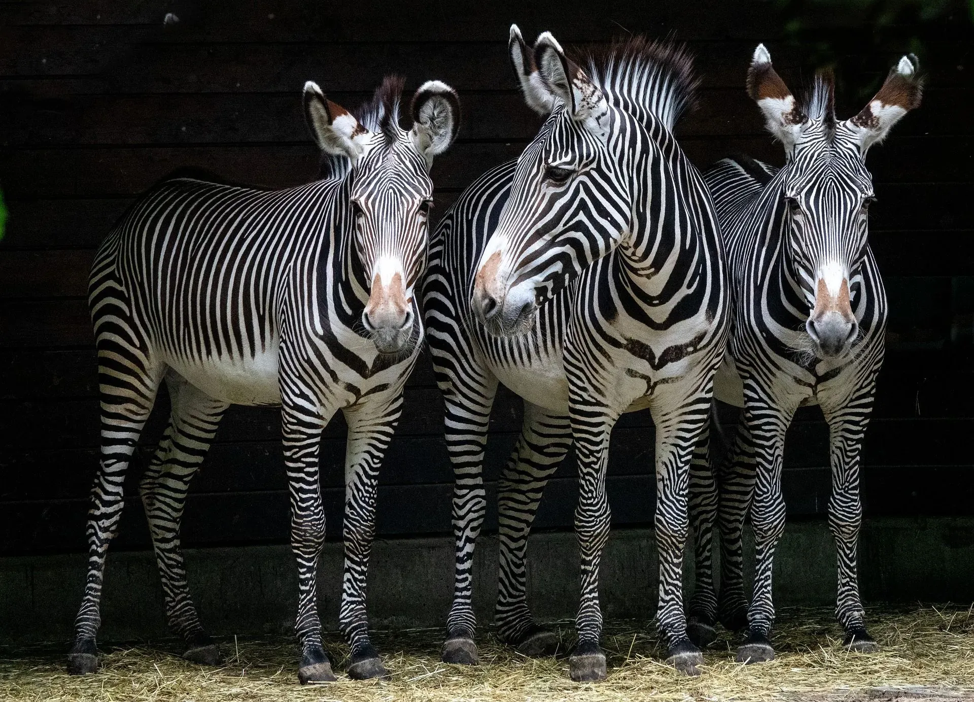 During an African safari, we all wonder: are zebras white with black stripes?
