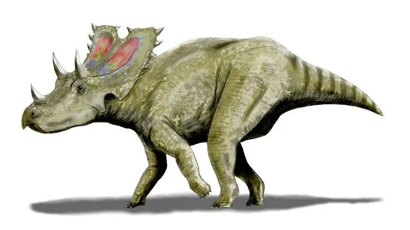 The Agujaceratops dinosaur species was originally named as Chasmosaurus mariscalensis by Lehman.