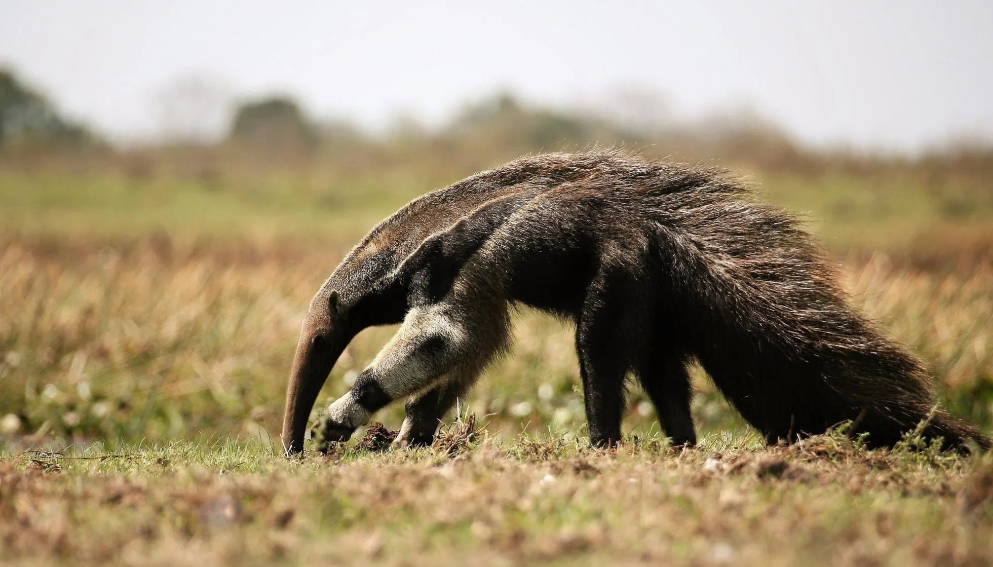 The Anteater