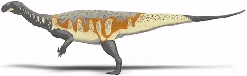 The Coloradisaurus had a long neck and tail from snout to tail.