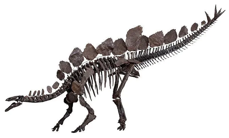 The Dravidosaurus was thought to be a species of the Stegosaurus family.