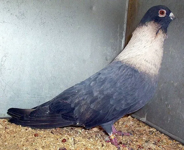 The Egyptian swift pigeon has a grayish-blue body and a long, white neck.