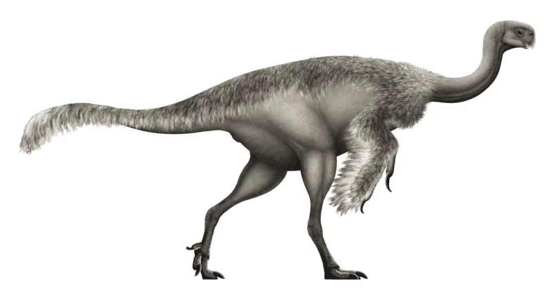 The Elmisaurus was a Theropoda Oviraptorosauria of the Late Cretaceous period