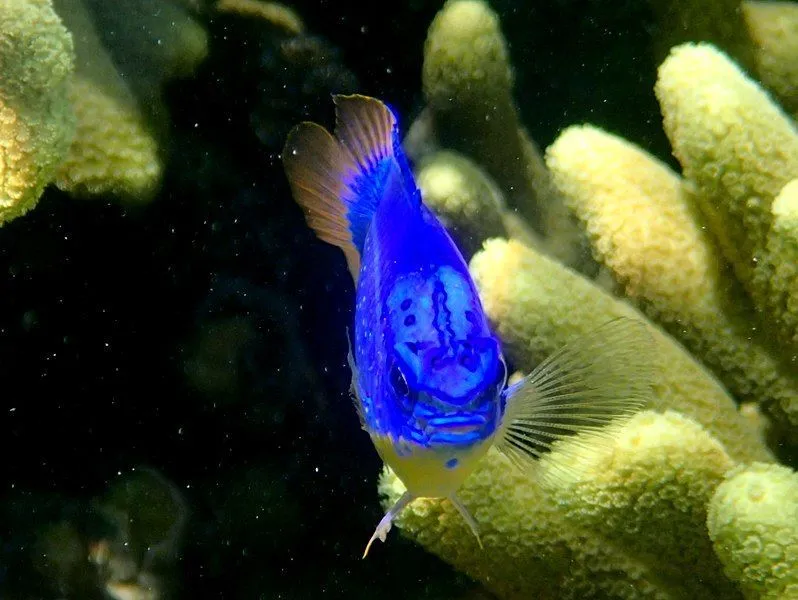 The Fiji blue devil damselfish is known to have an aggressive temperament regarding their territory.