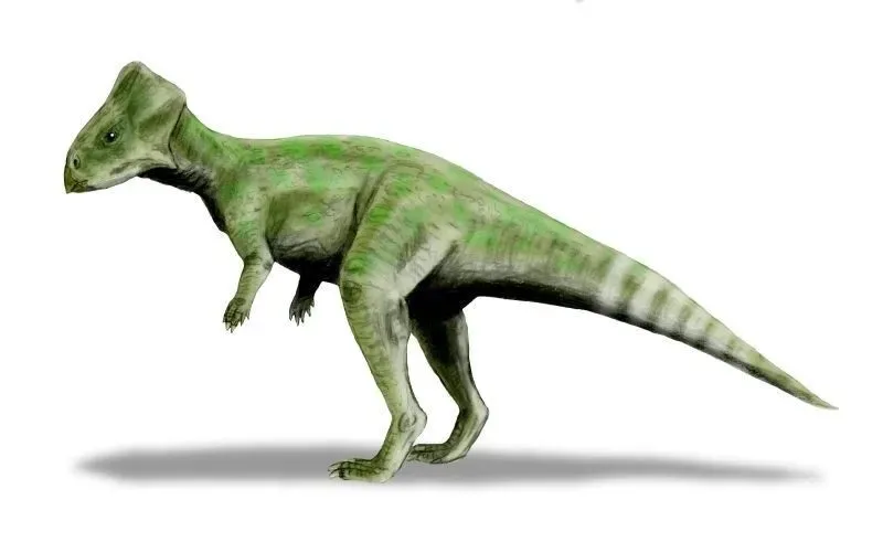 The Graciliceratops size is comparable to that of a cat.