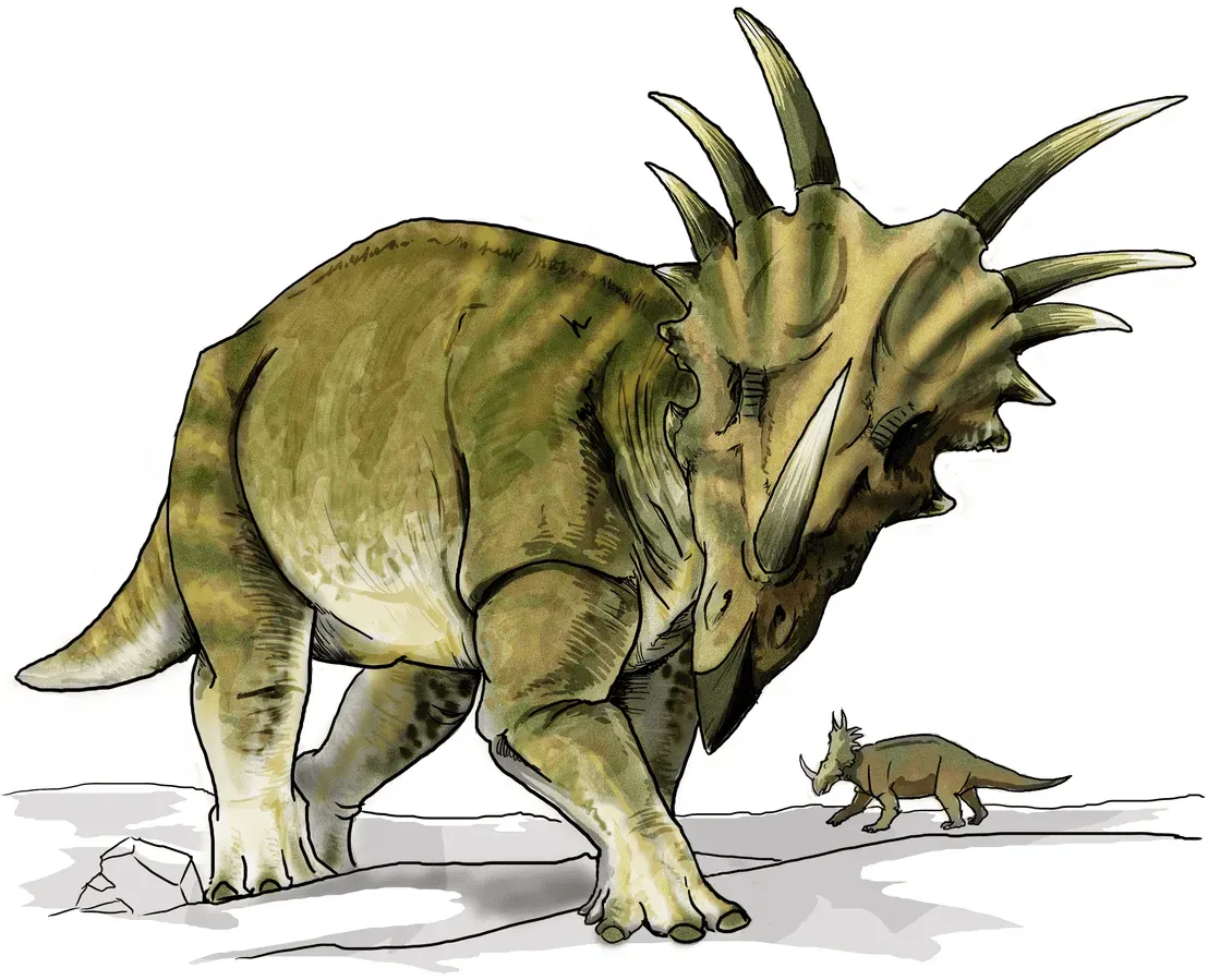 The Huabeisaurus is a dinosaur of the upper Cretaceous.