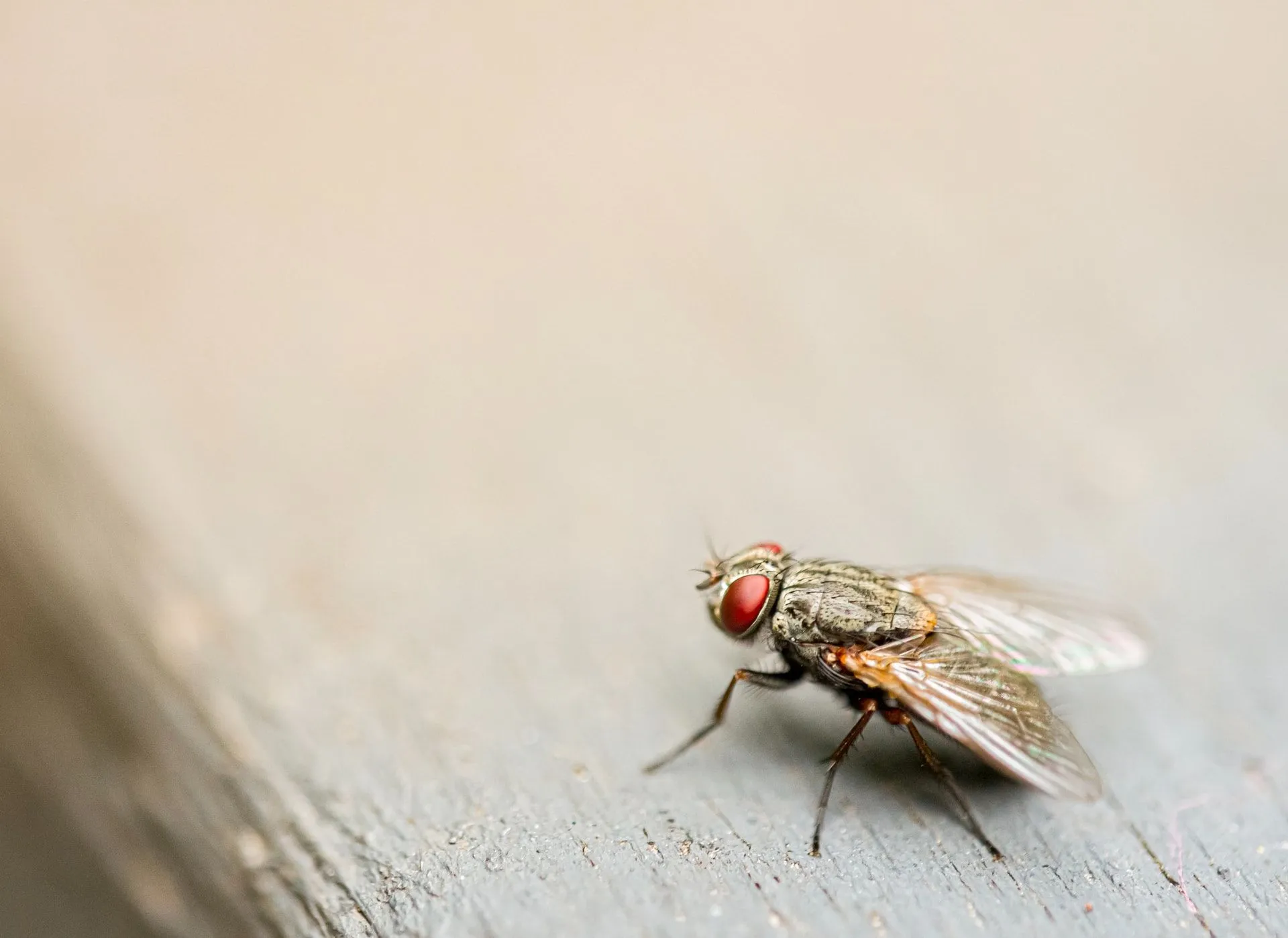 Flies sit on any surface and can spread diseases.