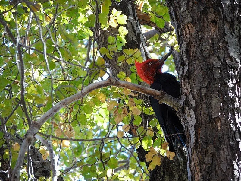 The Magellanic woodpecker female has a curly black crest.