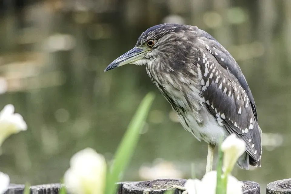 The Malayan night heron has a chestnut brown plumage.