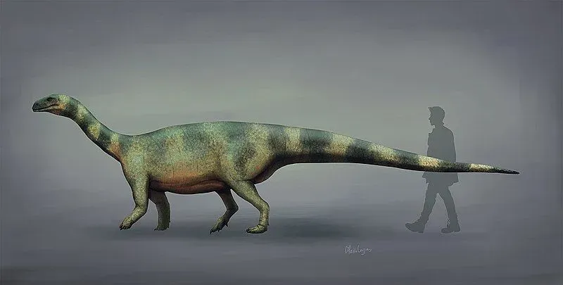 The Melanorosaurus or 'Black Mountain Lizard' was either a herbivorous or omnivorous dinosaur.