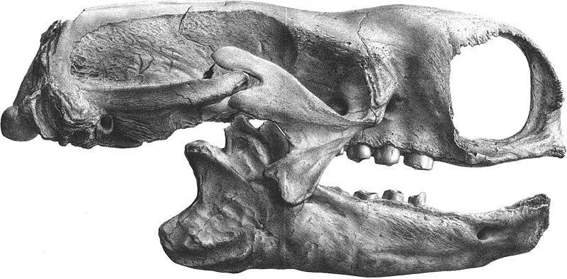 The Mylodon had an unusually elongated and narrow skull.